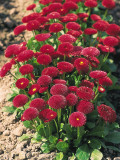 Bellis Perennis Seeds, Dark Red