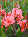 Heirloom Canna Lily Seeds, Pink & Redish Orange Blooms with Green Leaves