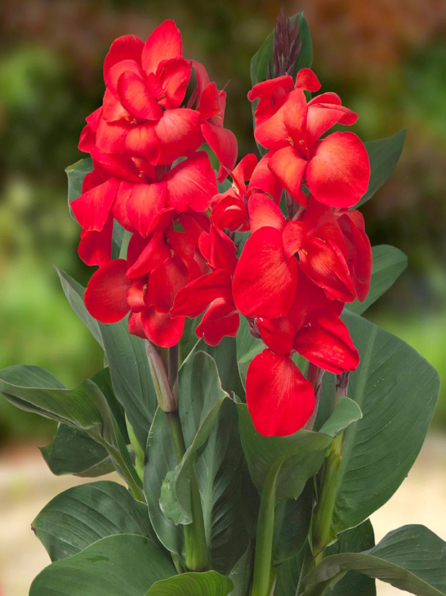 Rare Canna Lily Seeds, Fresh Red Blooms with Green Leaves