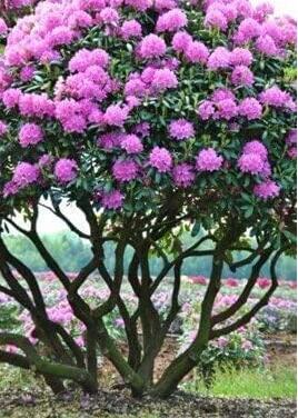 Japanese Azalea Rhododendron Plants Seeds, Purplish Pink