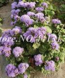 Agastache Rugosa Seeds, Blue Flowers