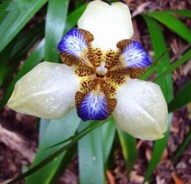 Iris Flower Seeds, Whitish Khaki with Blue-Brown Tiger Centre