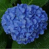 Hydrangea Seeds, Blue