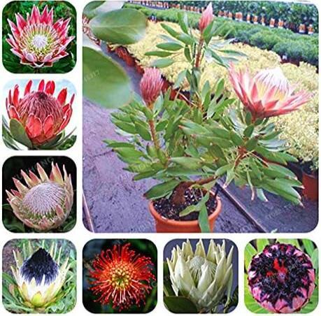 Rare Protea Cynaroides, Mixed