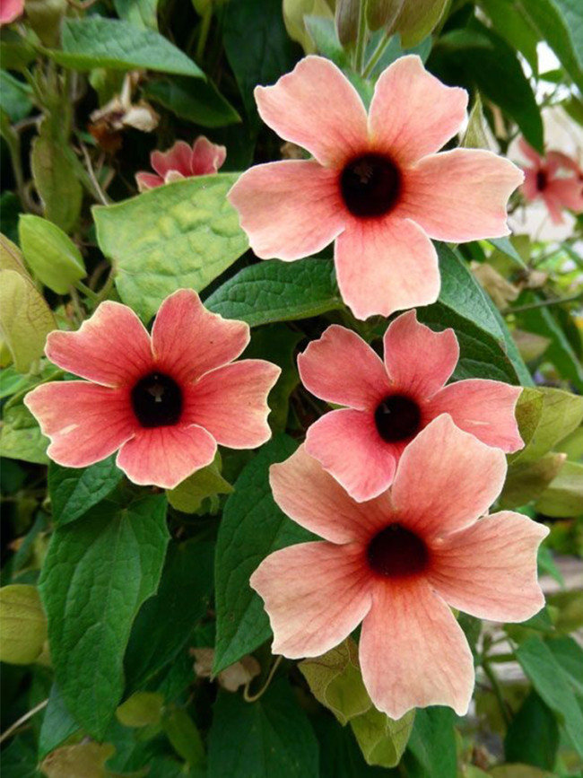 Thunbergia Alata 'Qiji' Seeds, Rust-colored Flowers with Black Eye