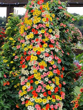 Thunbergia 'Qianxi' Mixed Seeds