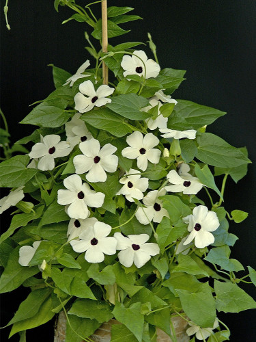 Thunbergia Alata Seeds, Milky White Flowers with Black Eye