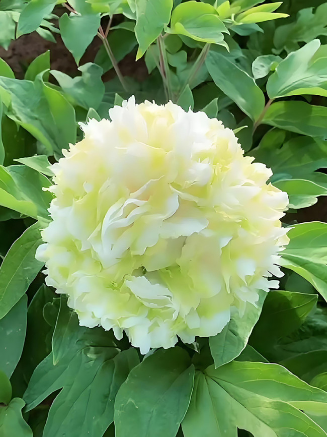 Fragrant Rising Sun Peony Seeds - Creamy White with Pale Green Double Blooms
