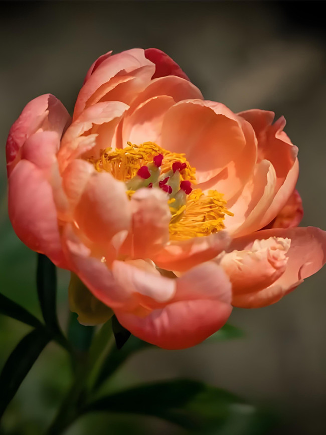 Sunset Series Peony Seeds - Large, Double Petals in Rust-Orange
