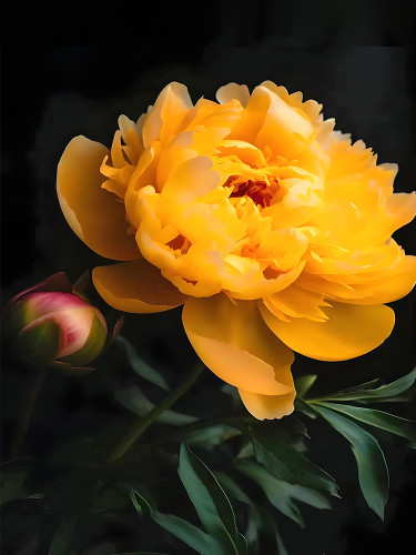 Exquisite Gold Double Peony Seeds - 'Huangjin' Series