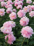 Princess Series Peony Seeds - Medium-Sized Pink Double Blossoms