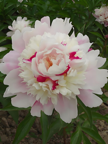 Rare 'Qiyu' Series Light Pink Peony Seeds with Fragrant Milk Yellow and Purple Inner Stamens