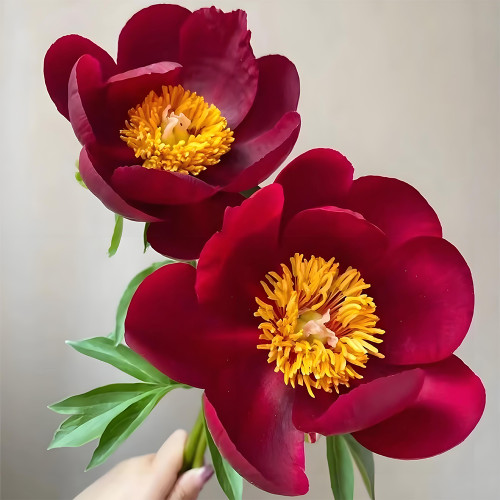 Deep Crimson Black Single Petal Peony Seeds - 'Diyu' Series