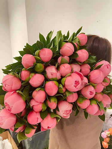 'Mihun' Series Pink Peony Seeds - Small, Fragrant Flower Buds