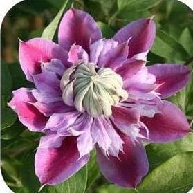 Clematis hybridas Climbing Plant Seeds