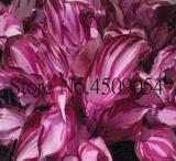 Hosta Seeds, Redish Purple and Light Pink Stripes