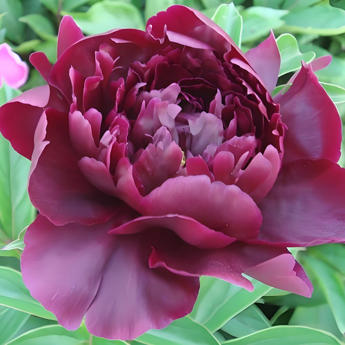'Hei Qishi' Series Peony Seeds - Large Double Blooms with Deep Red-Black Hues and Subtle Fragrance