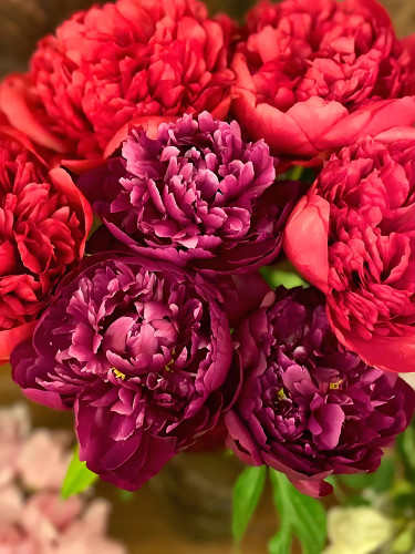 Damask Blend Peony Seeds - Large Double Blooms in Red and Purple Mix - 'Damask' Series