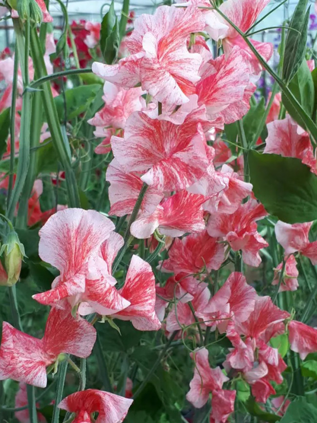 Rare Lathyrus Odoratus Sweet Pea Seeds - Light Pink with Thick Red Stripes