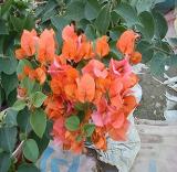 Bougainvillea Seeds, Orangish Red