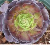 Rare Aeonium tabuliforme Succulent Plant sementes Seeds