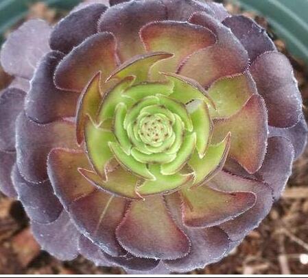 Rare Aeonium tabuliforme Succulent Plant sementes Seeds