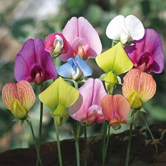 Rare Lathyrus odoratus Multicolor Mix - Yellow, Pink, Sky Blue, Purple, Orange, Red, White - Light Fragrance