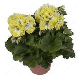 Geranium Flower Seeds, Yellow-White Biclor