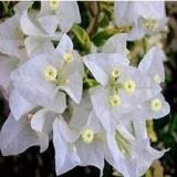 Bougainvillea Spectabilis Willd Seed, White