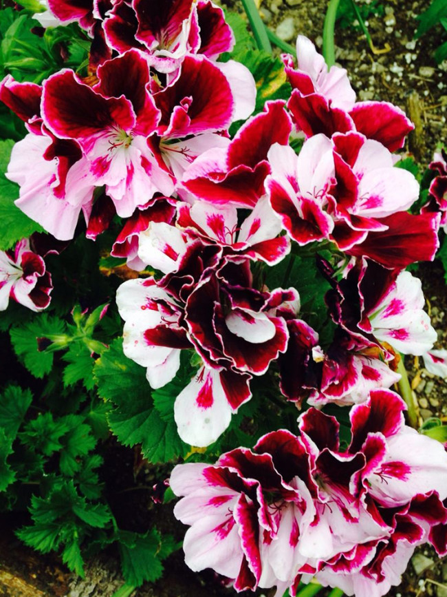 Exotic 'Heimei' Geranium Seeds - White, Red, Black Cranesbills Trio