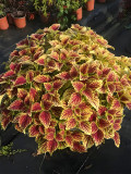 'Honglv Meiren' Series Coleus Seeds – Rust Red and Yellow Foliage with Serrated Edges