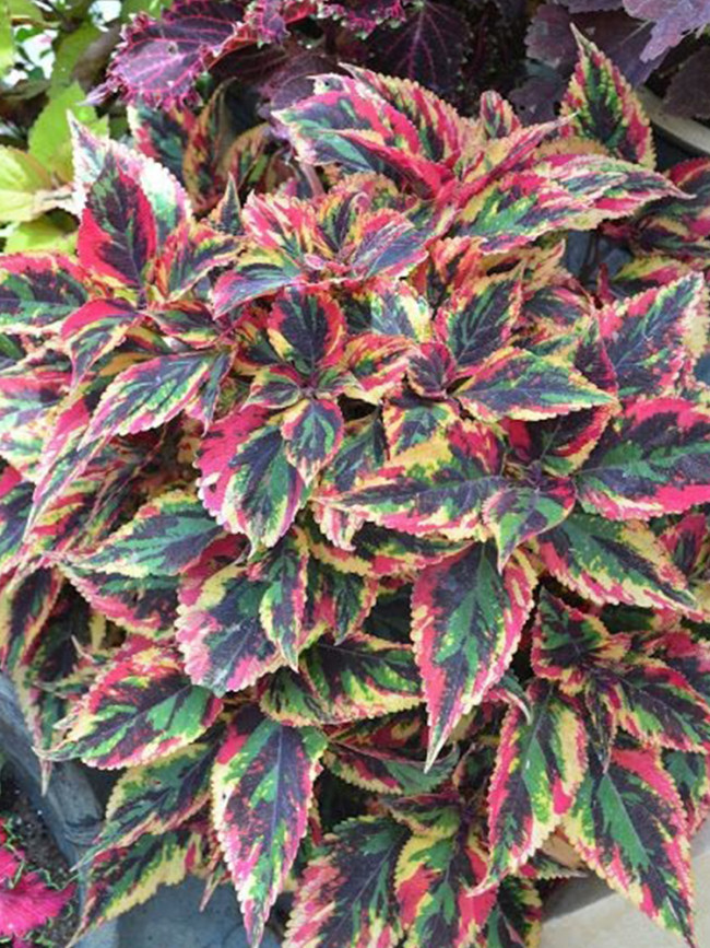 Vibrant 'Xinghai' Rainbow Coleus Seeds - Serrated Edge Foliage