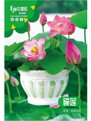 Rare 'Bee' Series Double-Petaled Pink Lotus Seeds - Miniature Nelumbo nucifera