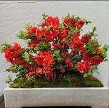 Chaenomeles Japonica Flowering Bonsai Tree Amazing Rare Seeds