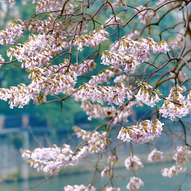 Paulownia Seeds: Fast-Growing Tree with Lavender Blooms
