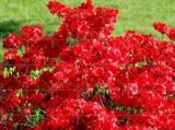 Sims Azalea Rhododendron simsii Seeds, Red