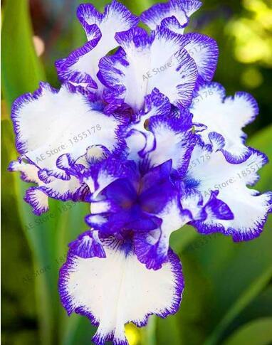 Rare Iris, White Damask Semi-double Flowers with Purple Edges