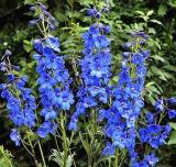 Perennial Delphinium Grandiflorum Seeds, Blue