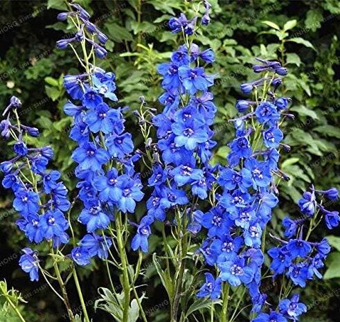 Perennial Delphinium Grandiflorum Seeds, Blue