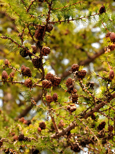 Larch Seeds, 'Short Noodles' Series, Heirloom Larix, Evergreen Tree, Yellowish Needle-like Leaves