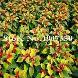 Euphorbia Pulcherrima Seeds, 100 Seeds