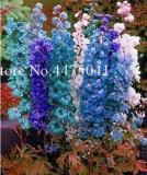 Dendrobium Orchid Plants Potted Seeds