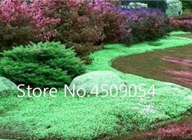 Creeping Thyme Plants Green Rock CRESS Plants