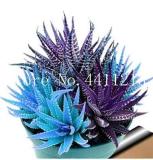 Colorful Rare Cactus Aloe Bonsai Seeds