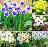 Narcissus Flower, Mixed 6 Colors