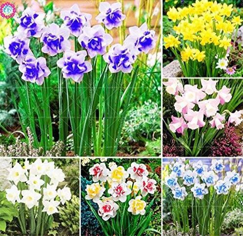 Narcissus Flower, Mixed 6 Colors