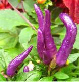 Rare Purple Carolina Reaper Pepper Seed ( Chilli )