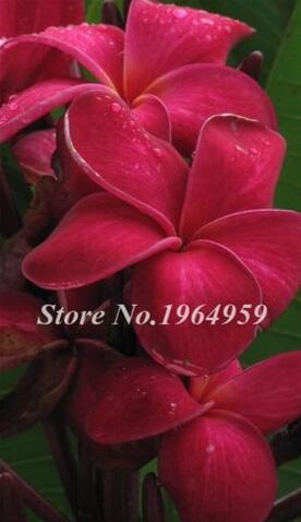 Garden Frangipani Plumeria Seeds, Dark Red Flowers