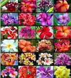 Plumeria Hawaiian Foam Frangipani Flowers Seeds