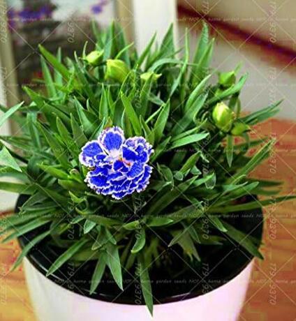 Carnation Perennial Flower Seeds, Blue Double Flowers with White Edge